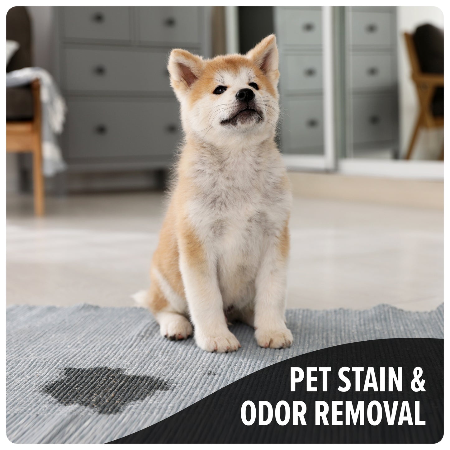 Pet Carpet Cleaner Solution